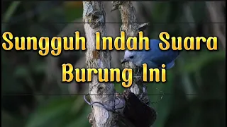 Download Sungguh Mempesona!!Beginilah Kehidupan Burung di Habitatnya MP3