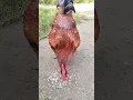 Download Lagu Suara ayam jantan berkokok