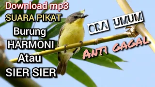 Download download suara pikat burung remetuk laut atau harmoni tokcer MP3