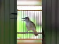 Download Lagu KAPAS TEMBAK GACOR NGEBREN NEMBAK PANJANG #kapastembak #birds #kapastembakgacor