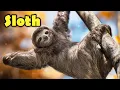 Interesting Facts about The Sloth for Kids