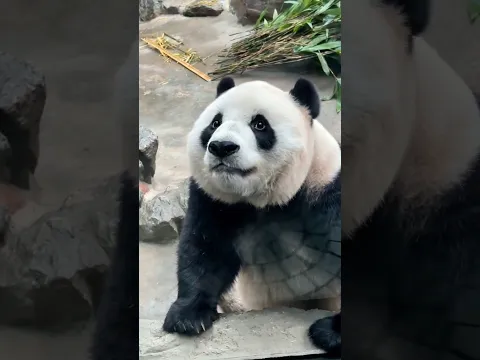 安靜探頭的萌萌（ai消除反光） #大熊貓萌萌 #北京動物園 #來這吸熊貓 #雨心直播間 #ai