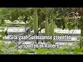 Download Lagu Je gelooft niet wat voor Surinaamse Groenten we vonden in deze kas!