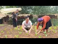 Lagu The old lady and (tieu ly )CEO Jack grow vegetables together and build a farm in the forest.