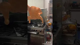 الفرخة الراقصة هههههههه 