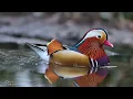 Beautiful Relaxing Music, Peaceful Soothing Instrumental Music, "Dreams Austria" by Tim Janis