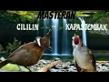 Download Lagu MASTERAN KOMBINASI#CELILIN#KAPAS TEMBAK#PASTI MASUK