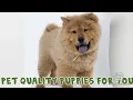 Pet Quality Puppies For You Dream Pet World SCOOBERS