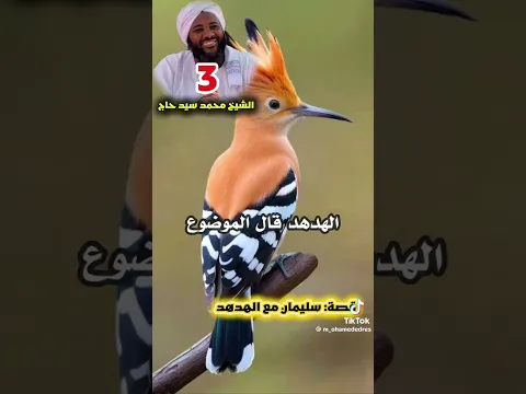 مع هدهد سليمان عليه السلام 3 الشيخ محمد سيد حاج رحمه الله