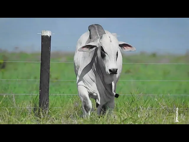 Garrote Nelore GLMP - 1702