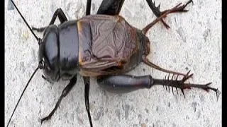 صوت صرصور الليل 