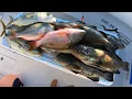 Shallow Water Spearfishing - Less Than 15 Ft Of Water