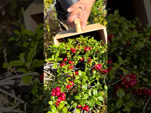 🍒ഫിൻലന്റിലെ കാട്ടീന്ന് ബെറി പിച്ചി വിൽക്കാം | lingonberry #mallusinfinland #familyvlog #berry