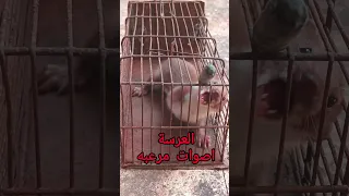 العرسه مفترس مرعب ماوراءيات اكسبلور طيور صيد حيوانات السعوديه العراق المغرب الجزائر 