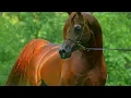 Pride of Poland Summer Sale 2025 S18 Payal Al Ayal AA - Al Shaqab