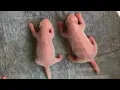 Download Lagu Giant panda Qin Qin gives birth to twins in China