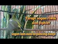 Download Lagu TERAPI SOGON RIWIK UNTUK PANCINGAN BUNYI SANGAT EFEKTIF #sogon #sogongacor #pancingansogon 