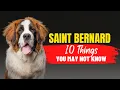 Thinking of Adopting a Saint Bernard Here s What You Need to Know