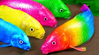 Menemukan Ikan Lele, Ikan Koi, Ikan Nila, Ikan Hiu, Gurita, Kepiting, Ikan Arwana, Buaya