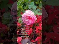 Download Lagu #dangdut #koplo #reelsvideo #flowers