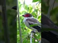 Download Lagu Masked TITYRA #birds #birdsound #birdsinging #birdsong #burung #birdsounds #birdspecies #birdcall