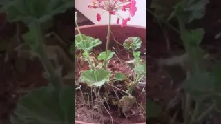 الفن والراي من بلعباس خارج سلعة سيدي بلعباس الله يبارك 