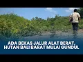 Ada Bekas Jalur Alat Berat, Hutan Bali Barat Mulai Gundul, Penjaga Hutan Dipindah ke Kota Negara