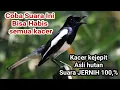 Download Lagu Suara Pikat Burung Kacer Kejepit Pas Untuk Kacer Susah Turun