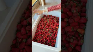 Strawberry Jam Abirzkitchen Strawberry  Strawberry Jam Abirzkitchen Strawberry