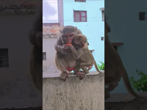 monkey eat apple #monkeyvideo #monkey #bandar
