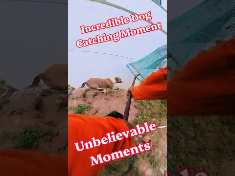 Incredible Dog Catching Moment #pets #shorts #viral #dog #amazing