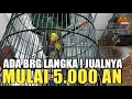 Download Lagu HARGA JUALNYA MULAI 5.000 AN DAN BANYAK BURUNG LANGKA DI KIOS PASAR BURUNG PRAMUKA