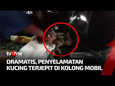 Dramatis, Proses Penyelamatan Kucing Terjebak dan Terjepit di Kolong Mobil