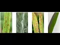 Rice Plant Disease Detection using Matlab Project Source Code