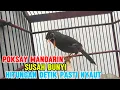 Download Lagu SUARA pancingan poksay Mandarin paling efektif cepat bikin nyaut emosi poksay Mandarin susah bunyi