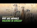 Why are Animals Walking in Circles Know the Truth Behind This