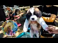 Inside the Secret World of Odessa s oldest Pet and Flea Market