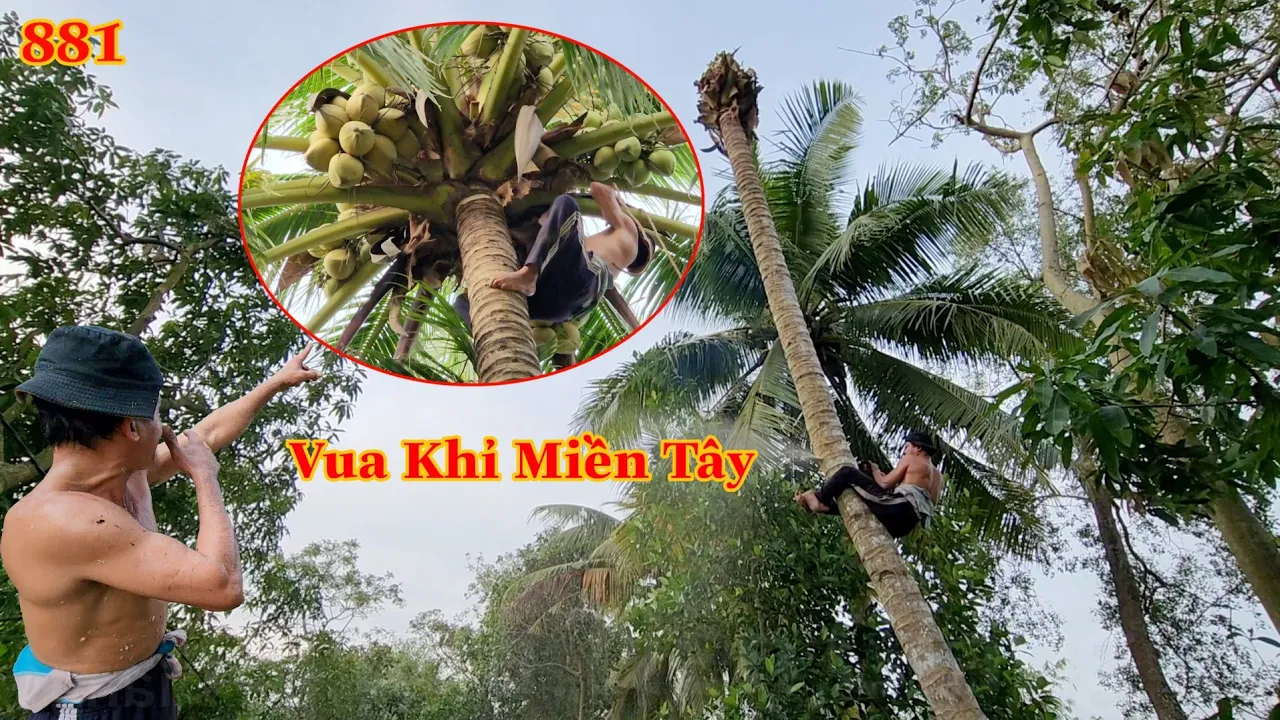 Vua Khỉ Miền Tây cưa hạ hai cây Dừa nằm nghiêng vào đường đi sẽ như thế nào ? Cutting coconut trees.