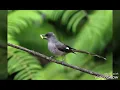 Download Lagu (Audio) masteran kombinasi murai air, cililin, gereja tarung, dan kenari.