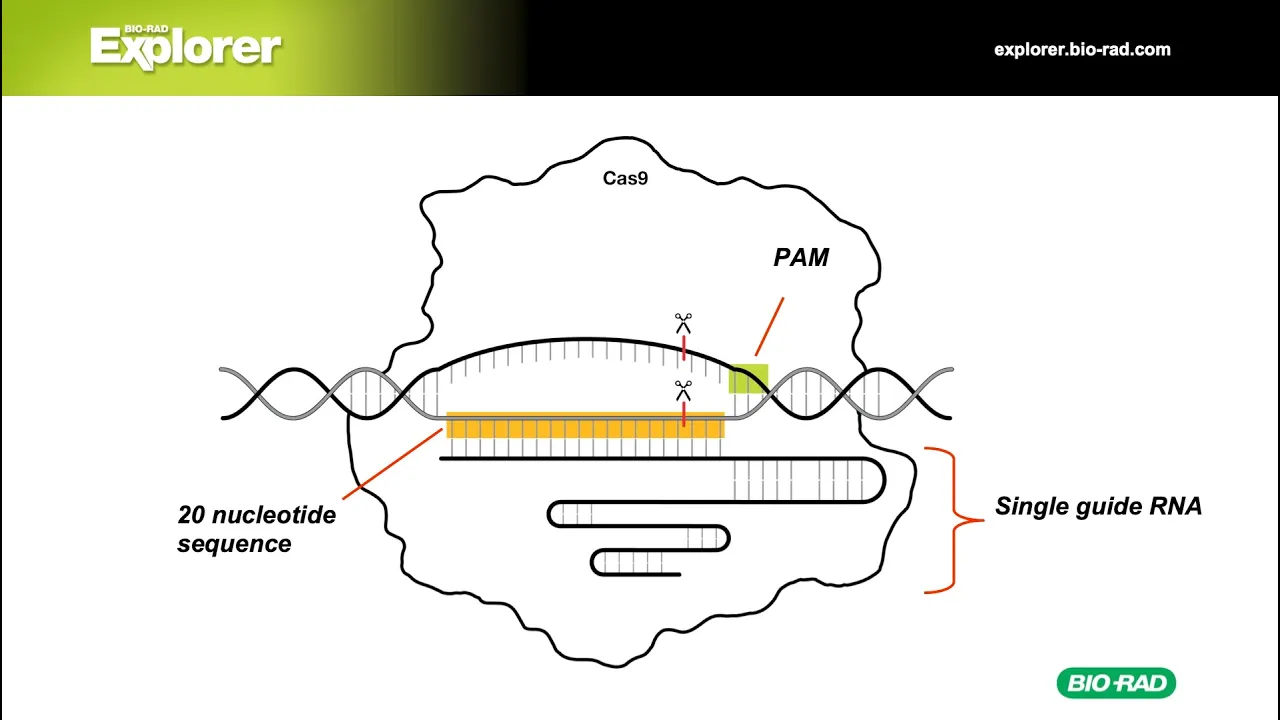 CRISPR Explained: Gene Editing History, Technology, and Applications
