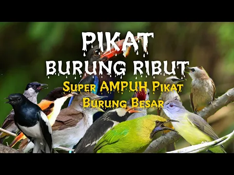 Download MP3 Suara Burung Khusus Pikat Burung Besar Teruji Lebih AKURAT!