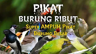 suara burung khusus pikat burung besar teruji lebih akurat 