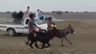 سباق الحمير في عمان 