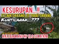 Download Lagu KESURUPAN⁉️EXCATAVOR BANG LEO MENGAMUK BABAT RIMBUNAN POHON PISANG SARANG KUNTILANAK KALI BLOKANG‼️