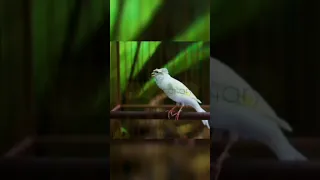 تغريد كناري هيبي ابيض Canary Signing 