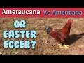 Ameraucana vs Americana vs Easter Egger What s the Difference - Ann s Tiny Life