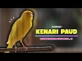 Lagu Suara PANCINGAN Kenari PAUD Belajar Bunyi Ngeriwik || Masteran Kenari Paud #657