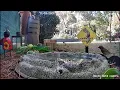 Spa Time #birdbath #shortsfeed #nature #shortsfeed #wildlife