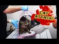 Download Lagu how to give an angry and ferocious cat medicine and pills 😂 😱