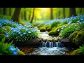 Download Lagu Springbrook Bliss - Restorative Music for the Soul 🌸 Healing Tunes to Soothe the Heart and Mind